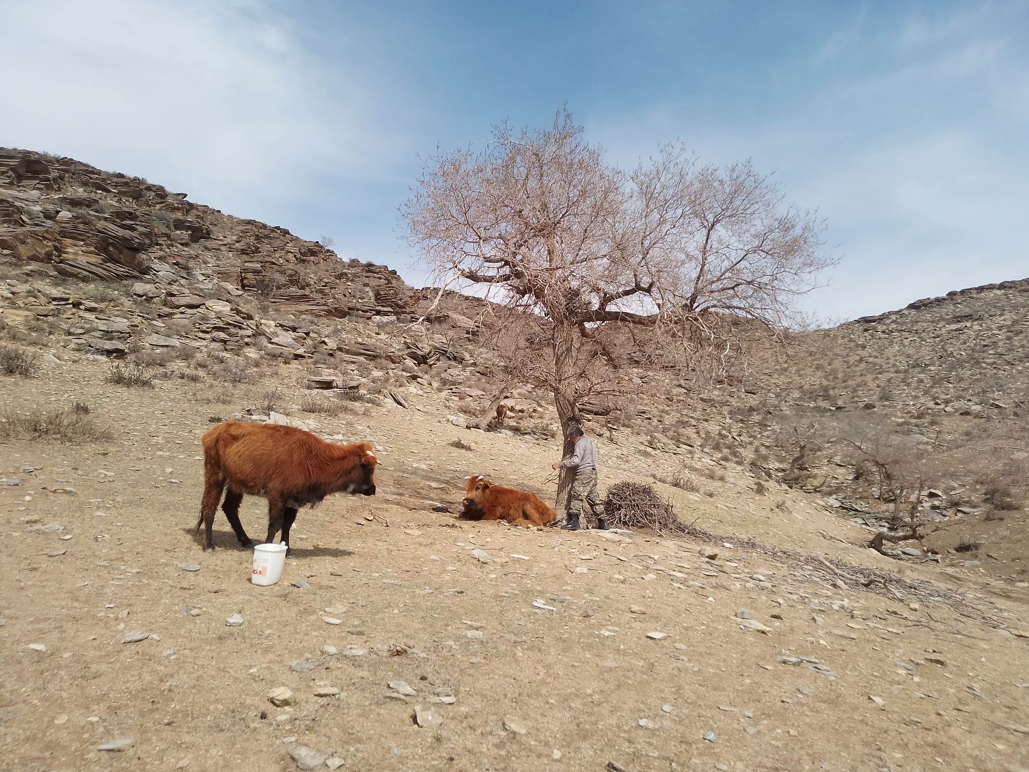 dad is taking care of mother cow